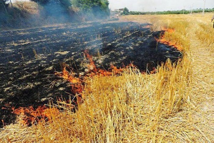 آتش زدن بقایای کاه و کلش مزارع کشاورزی ممنوع 