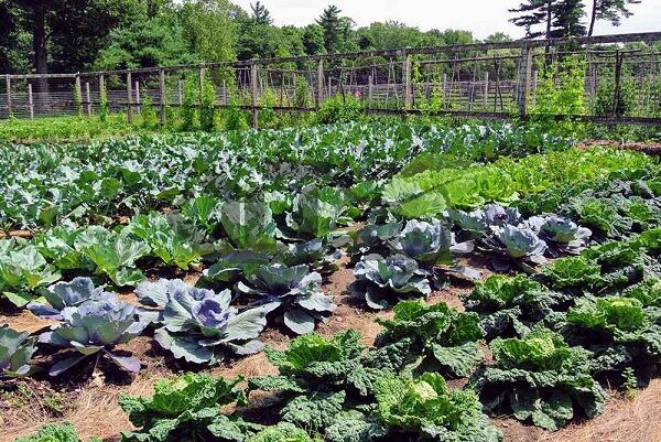 برداشت انواع صیفی و سبزیجات در گچساران