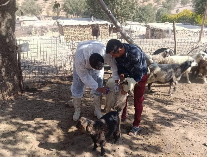 ارائه خدمات گروه جهادی دامپزشکی استان به دامداران منطقه جلاله