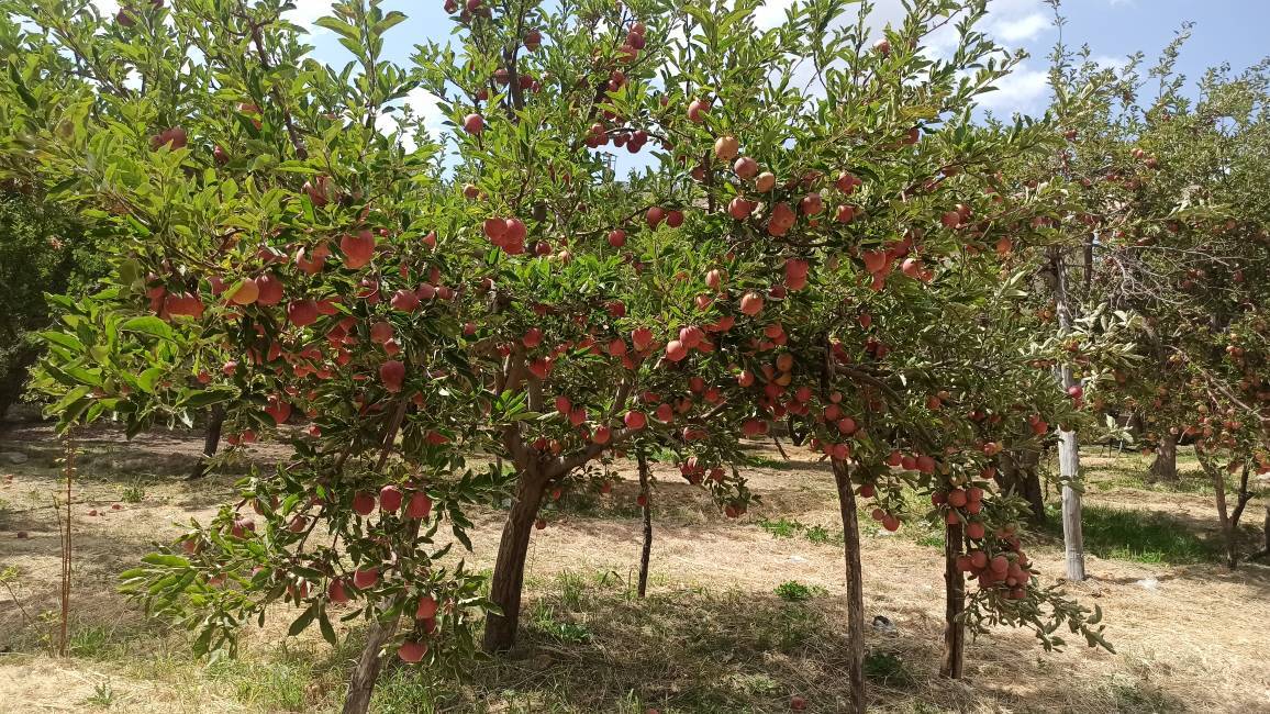 آغاز برداشت سیب از باغات کهگیلویه و بویراحمد 