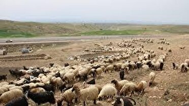 اعلام زمان کوچ پائیزه عشایر استان کهگیلویه و بویراحمد