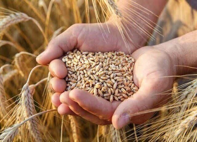 افزایش ۱۶درصدی خرید تضمینی گندم در استان 