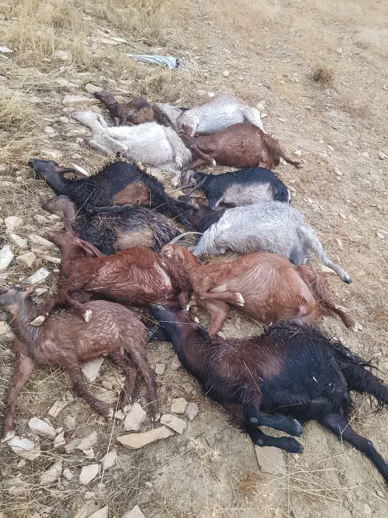 تلف شدن ۱۴ رأس دام بر اثر صاعقه در باشت 