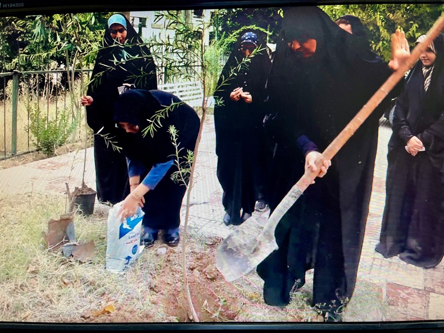 کاشت درخت توسط تعدادی از معلمان و دانش آموزان در یاسوج 