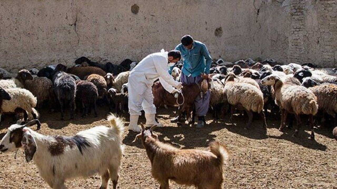 دامداران خطر بروز تب برفکی را جدی بگیرید