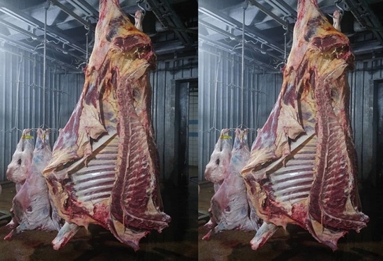 معدوم سازی لاشه گاو و گوسفند در کشتارگاه یاسوج