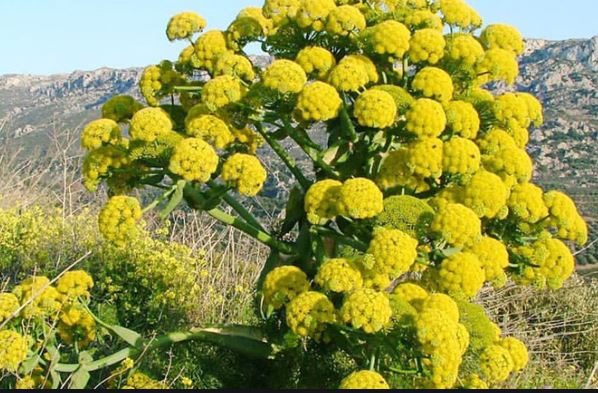 درآمد ۲ هزار میلیون ریالی از برداشت صمغ گیاه مرتعی آنغوزه