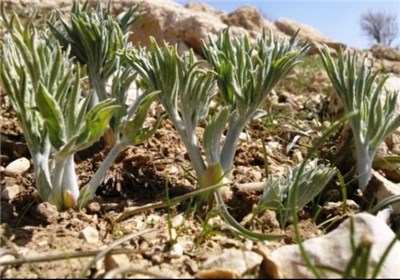 خطر انقراض ۷ گونه گیاهی در استان 