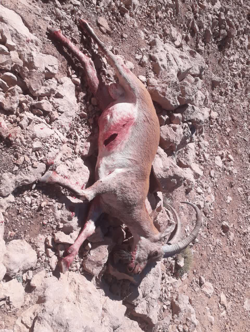 شناسایی ۴ متخلف شکار کل وحشی در دنا/ لاشه کل کشف شد