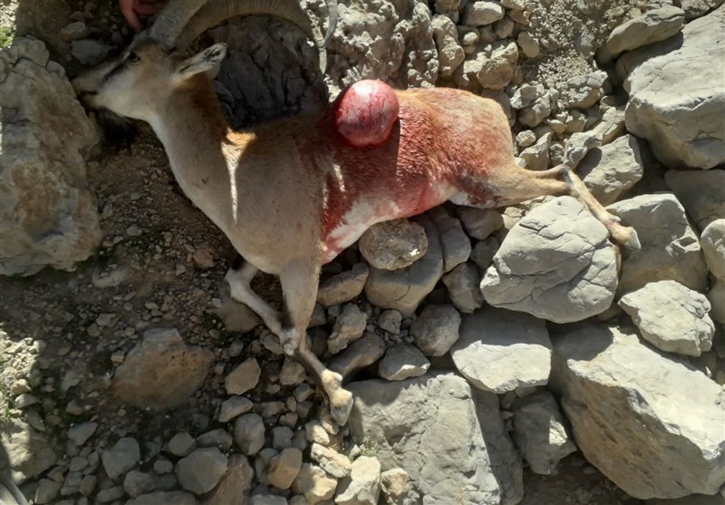 گریز شکارچی مسلح با رها کردن لاشه کل وحشی در خائیز