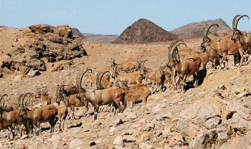 آغاز طرح سرشماری حیات وحش در مناطق گرمسیری استان