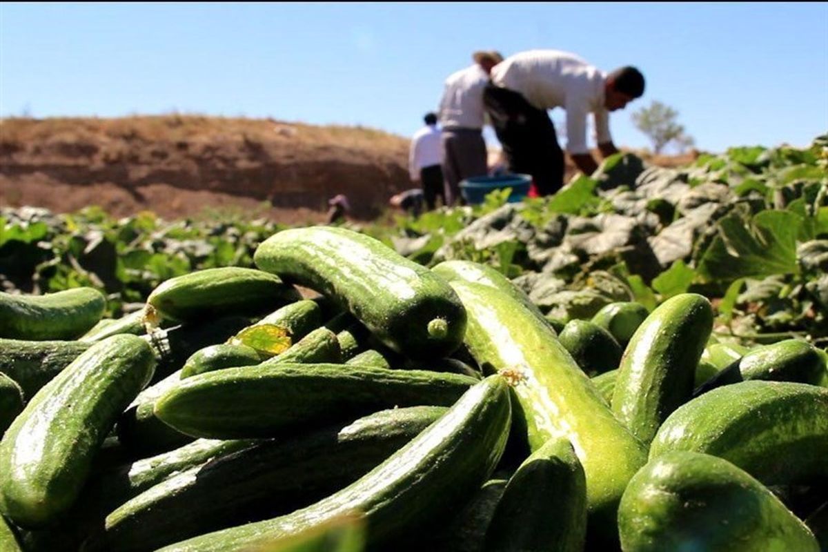  پیش بینی برداشدات ۲۰۰ هزار تن خیار از اراضی کشاورزی باشت