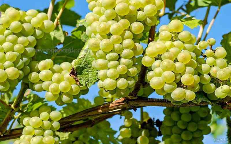پیش‌بینی برداشت ۴۱هزار تن انگور در کهگیلویه و بویراحمد 