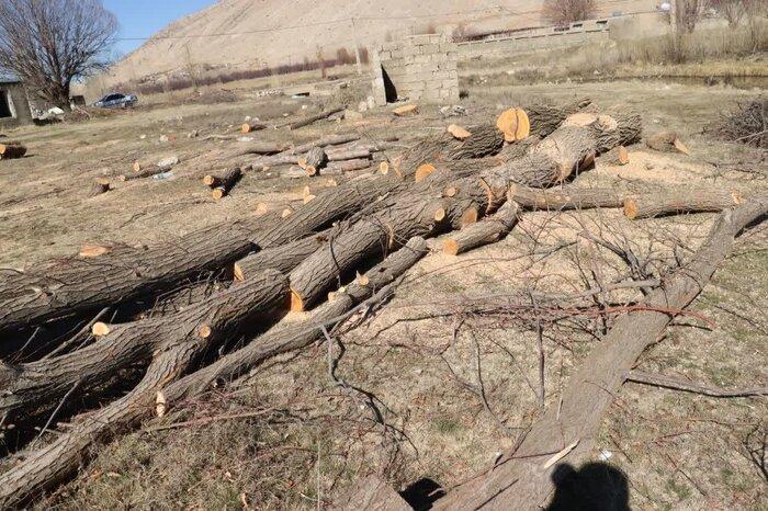 قطع 500 اصله درخت ثمری در بویراحمد