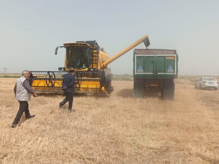 برداشت ۳۷ هزار تن گندم تا کنون در استان 