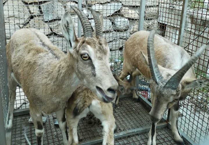  کشف ۲ رأس کل و یک رأس بز وحشی از یک دامداری در گچساران