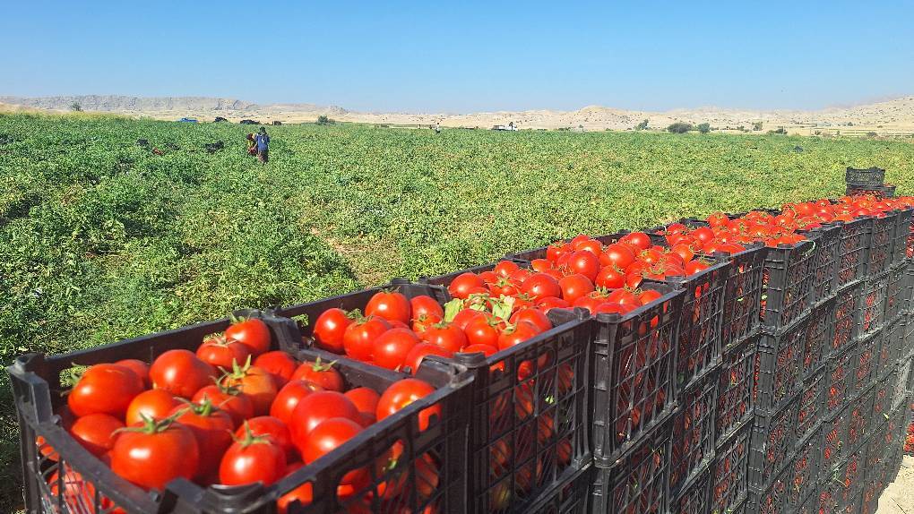  برداشت گوجه بهاره در گچساران