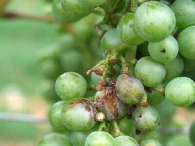 فرا رسیدن زمان مبارزه با کرم خوشه خوار انگور در شهرستان دنا فرا رسیدن زمان مبارزه با کرم خوشه خوار انگور در شهرستان دنا