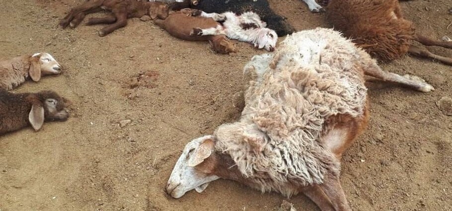 حمله خرس به دام ها در منطقه کرک عشایری چرام