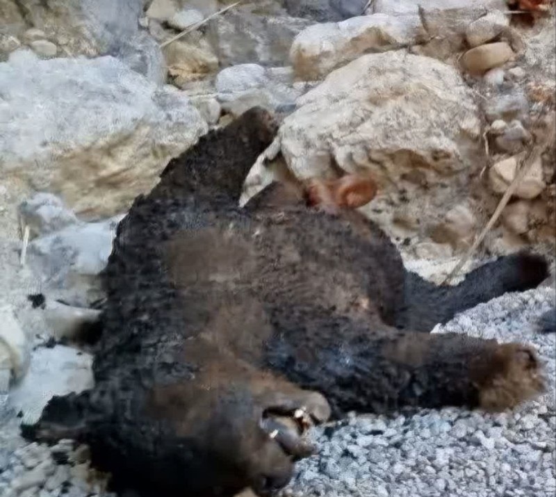 بانگ دنا - شکار خرس قهوهای در منطقه حفاظت شده دنا بانگ دنا - شکار خرس قهوهای در منطقه حفاظت شده دنا