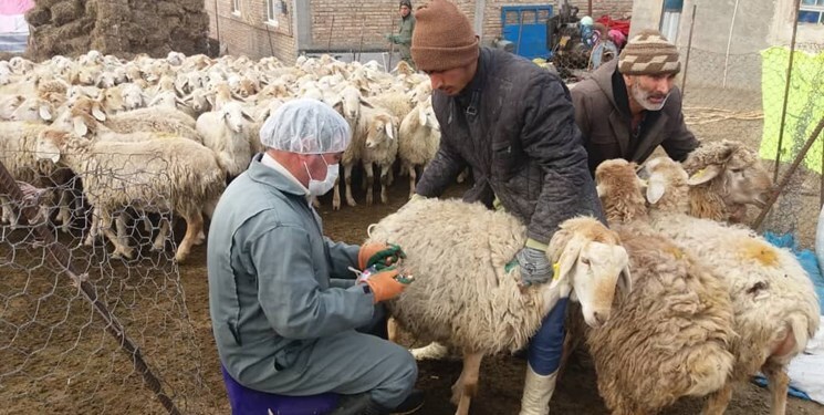 واکسیناسیون دام ها مهمترین راه پیشگیری از بیماریهای دامی واکسیناسیون دام ها مهمترین راه پیشگیری از بیماریهای دامی