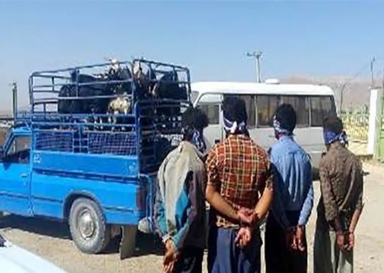 دستگیری باند سرقت احشام در بخش پاتاوه دستگیری باند سرقت احشام در بخش پاتاوه