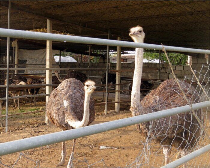 افزایش تولید گوشت شتر مرغ در استان 