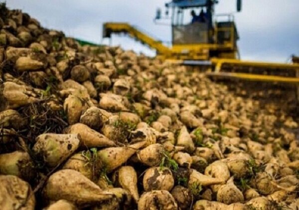 آغاز برداشت ۴۵ هزار تن چغندر قند در شهرستان گچساران
