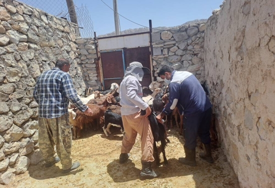 اجرای طرح پایش بیماری طاعون نشخوارکنندگان در مناطق روستایی شهرستان باشت