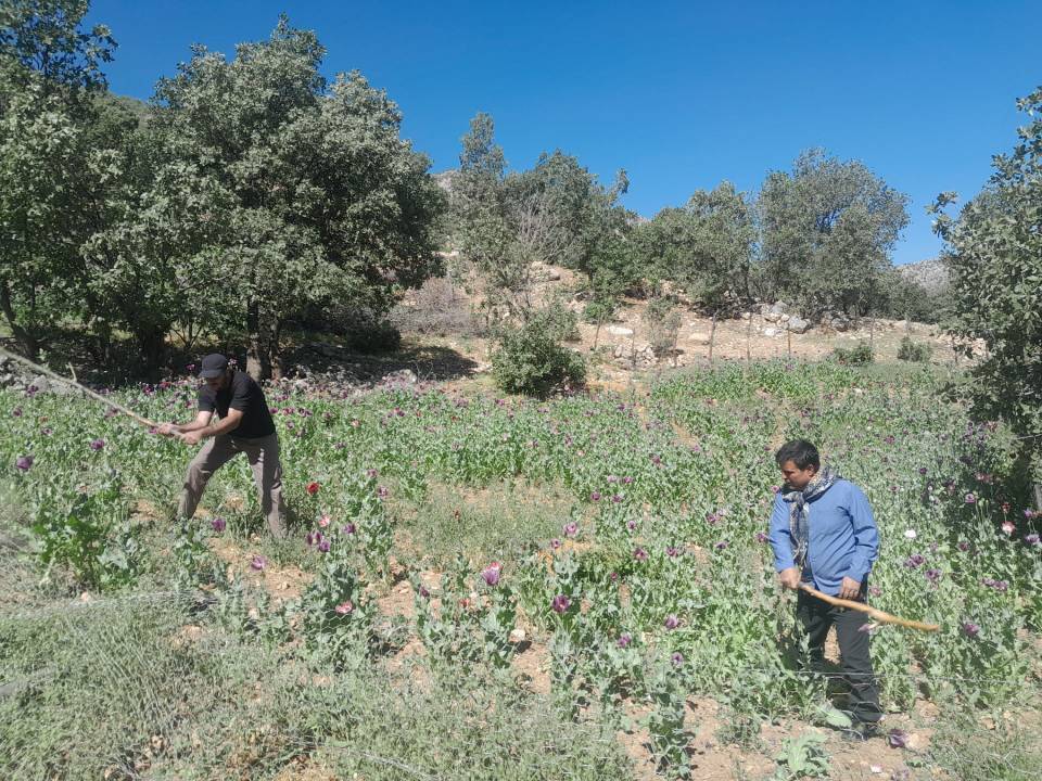 کشف یک مزرعه خشخاش در شهرستان دنا