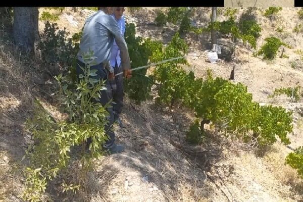 برخورد قضایی با باغداران متخلف در شهرستان دنا 