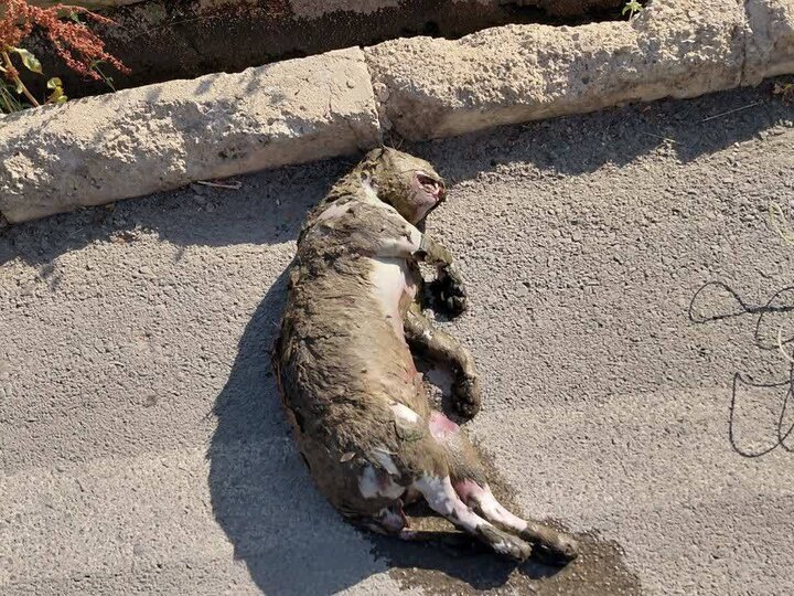 مرگ تلخ توله پلنگ در کانال آب نیروگاه سی‌سخت