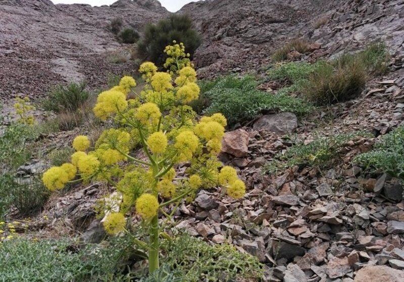 برداشت ۲۵ تن شیرابه آنغوزه در مراتع کهگیلویه و بویراحمد