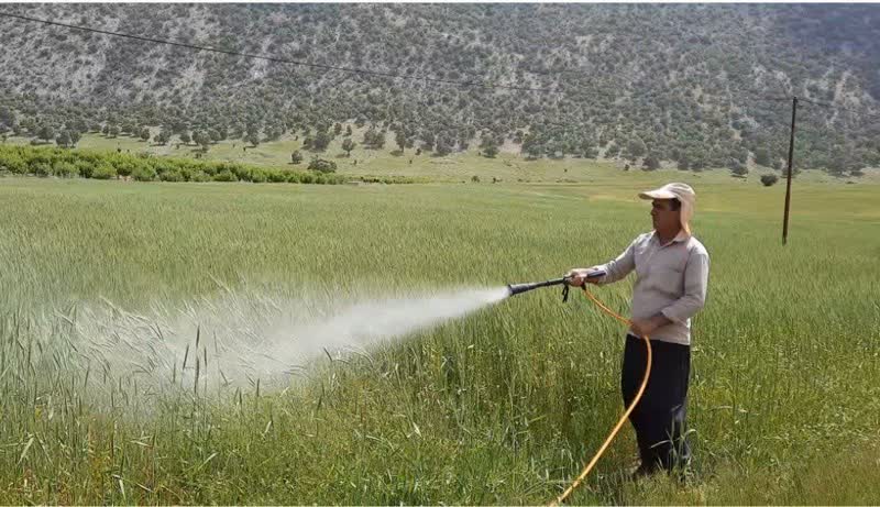 آغاز مبارزه شیمیایی با بیماری زنگ زرد در بویراحمد 