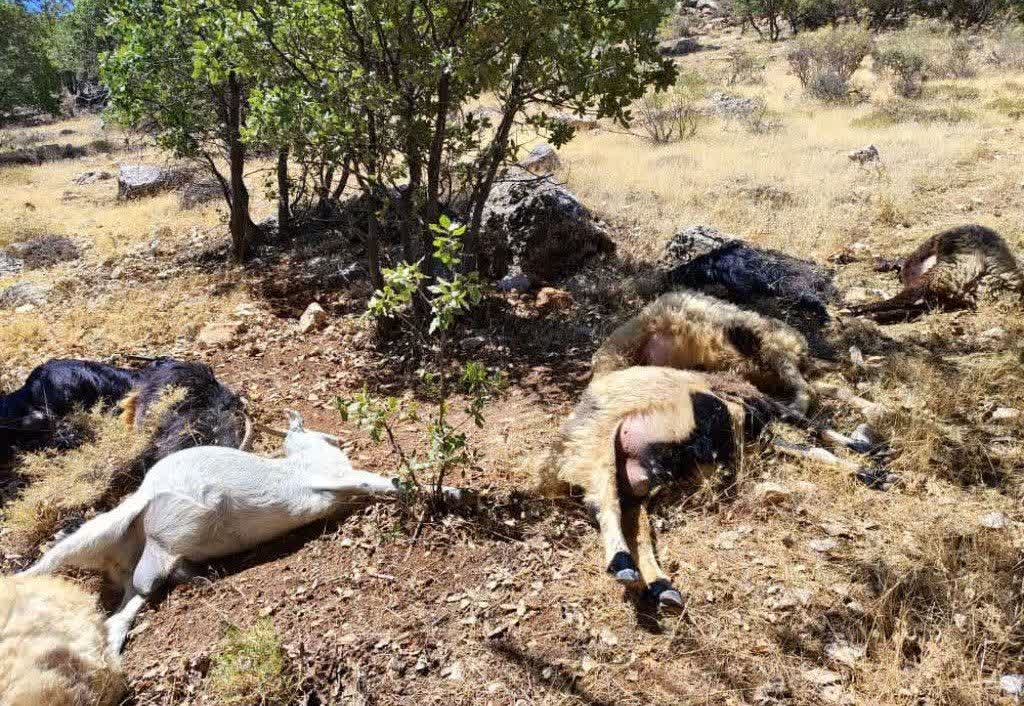 مسمومیت و تلف شدن ۲۰ رأس گوسفند در سی سخت مسمومیت و تلف شدن ۲۰ رأس گوسفند در سی سخت
