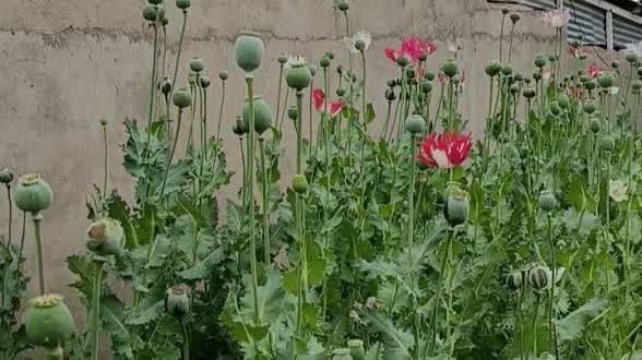 کشف و معدوم سازی مزرعه خشخاش در بویراحمد