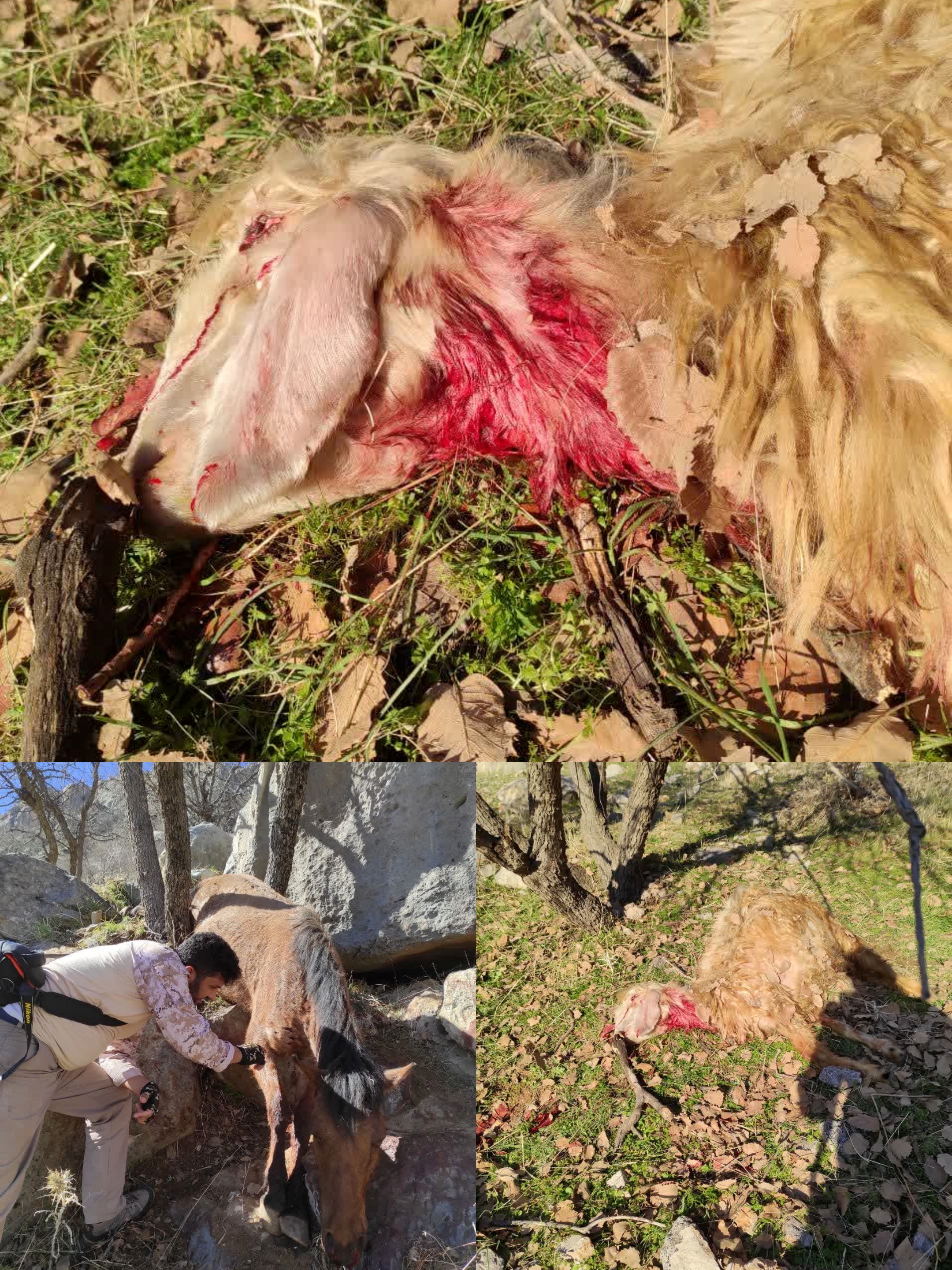 دامداری که از جان پلنگ «تنگ پیرزال» گذشت