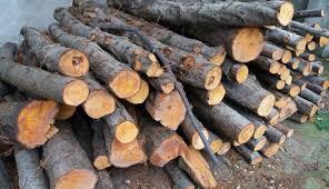  جریمه میلیاردی برای قاچاقچیان چوب در دنا