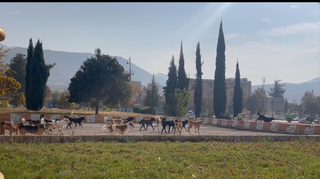 شهر یاسوج در محاصره سگ‌های ولگرد 