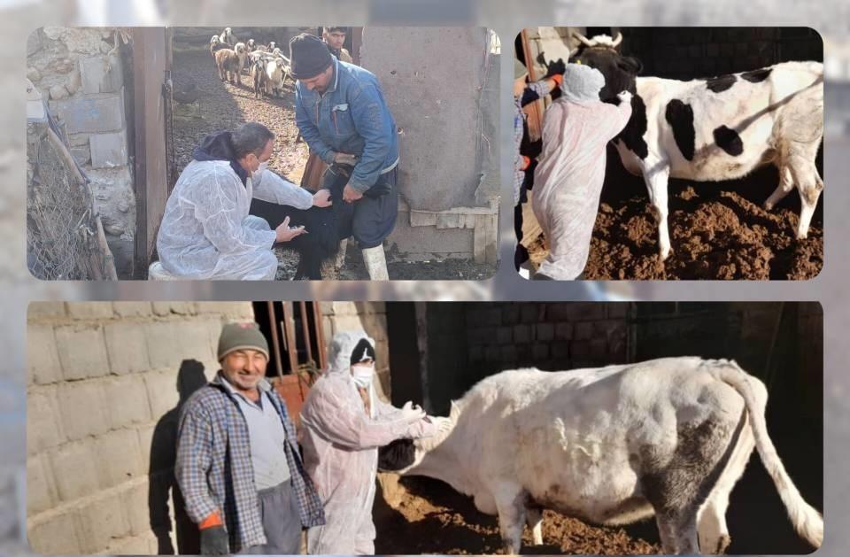 آغاز واکسیناسیون دام‌های سبک و سنگین در شهرستان دنا